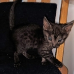 Asher, Mau, smoke, Male DOB 2-14-19