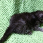 Mau, smoke, Male DOB 2-14-19