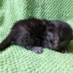 Mau, smoke, Male DOB 2-14-19