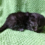 Mau, smoke, Male DOB 2-14-19