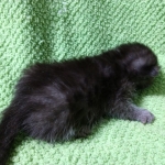 Mau, smoke, Male DOB 2-14-19