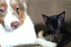 Orion, Egyptian Mau, Smoke, Male, Tummy Locket DOB 3/20/17