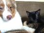 Orion, Egyptian Mau, Smoke, Male, Tummy Locket DOB 3/20/17