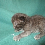 Mau, Smoke, Male w/locket DOB 3-20-17