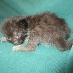 Mau, Smoke, Male w/locket DOB 3-20-17