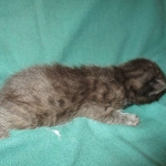 Mau, Smoke, Male w/locket DOB 3-20-17