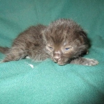 Mau, Smoke, Male w/locket DOB 3-20-17