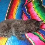 Mau, Smoke, Male w/locket DOB 3-20-17