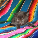 Mau, Smoke, Male w/locket DOB 3-20-17