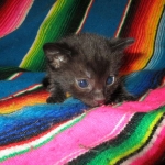 IMau, Smoke, Male w/locket DOB 3-20-17