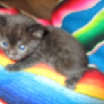 Mau, Smoke, Male w/locket DOB 3-20-17