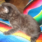 Mau, Smoke, Male w/locket DOB 3-20-17