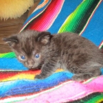 Mau, Smoke, Male w/locket DOB 3-20-17