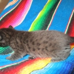 Mau, Smoke, Male w/locket DOB 3-20-17