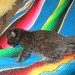 Mau, Smoke, Male w/locket DOB 3-20-17