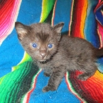 Mau, Smoke, Male w/locket DOB 3-20-17