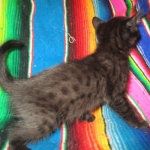 Mau, Smoke, Male w/locket DOB 3-20-17