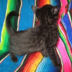 Mau, Smoke, Male w/locket DOB 3-20-17