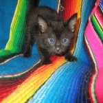 Mau, Smoke, Male w/locket DOB 3-20-17