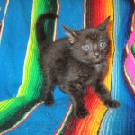 Mau, Smoke, Male w/locket DOB 3-20-17