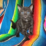 Mau, Smoke, Male w/locket DOB 3-20-17