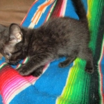 Mau, Smoke, Male w/locket DOB 3-20-17