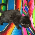 Mau, Smoke, Male w/locket DOB 3-20-17