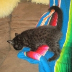 Mau, Smoke, Male w/locket DOB 3-20-17