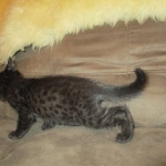 Mau, Smoke, Male w/locket DOB 3-20-17