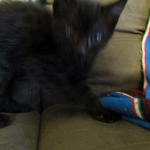 Mau, Smoke, Male w/locket DOB 3-20-17