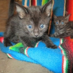 Mau, Smoke, Male w/locket DOB 3-20-17