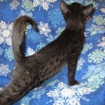 Mau, Smoke, Male w/locket DOB 3-20-17