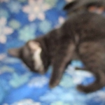 Mau, Smoke, Male w/locket DOB 3-20-17