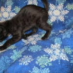 Mau, Smoke, Male w/locket DOB 3-20-17