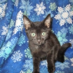 Mau, Smoke, Male w/locket DOB 3-20-17