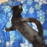 Mau, Smoke, Male w/locket DOB 3-20-17