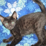 Mau, Smoke, Male w/locket DOB 3-20-17