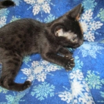 Mau, Smoke, Male w/locket DOB 3-20-17