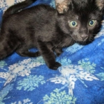 Mau, Smoke, Male w/locket DOB 3-20-17