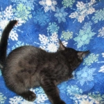 Mau, Smoke, Male w/locket DOB 3-20-17