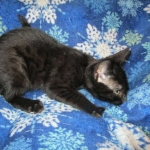 Mau, Smoke, Male w/locket DOB 3-20-17