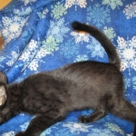 Mau, Smoke, Male w/locket DOB 3-20-17