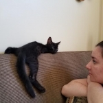 Orion, Mau, Smoke, Male w/locket DOB 3-20-17