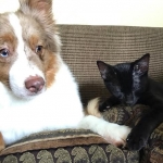 Orion, Mau, Smoke, Male w/locket DOB 3-20-17