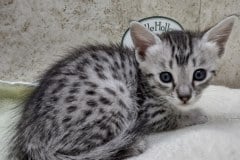 Egyptian Mau Silver Male #2 DOB 8-11-22