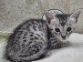 Egyptian Mau Silver Male #2 DOB 8-11-22