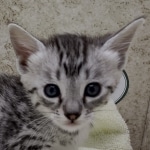 Mau silver male DOB 8-11-22