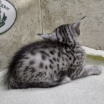 Mau silver male DOB 8-11-22