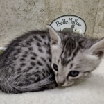 Mau silver male DOB 8-11-22