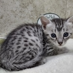 Mau silver male DOB 8-11-22